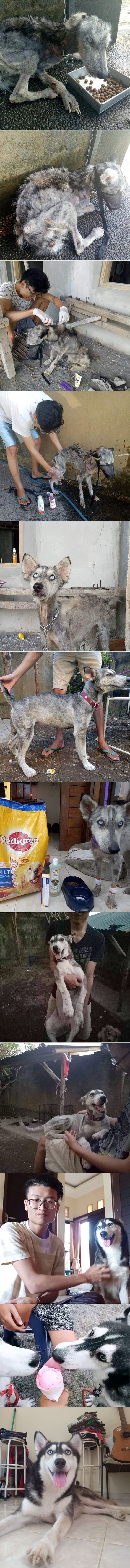 Čovjek je na ulici pronašao pothranjenog psa, u samo 10 mjeseci se promijenio do neprepoznatljivosti