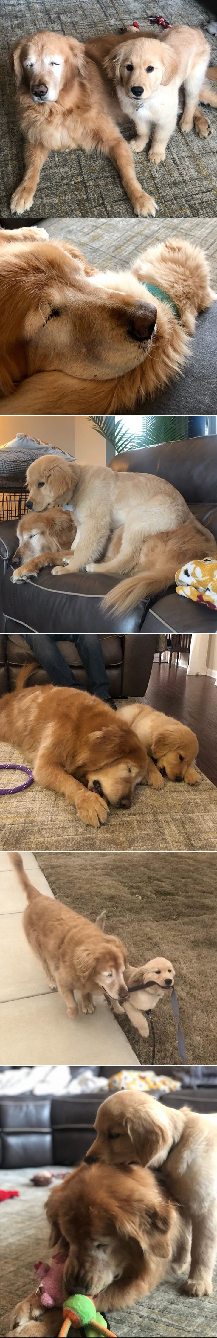 Stari i slijepi pas dobio je mlađeg prijatelja koji gleda umjesto njega, njihova priča je predivna