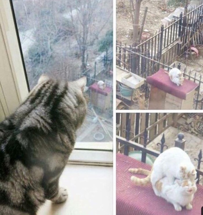Mačak je pogledao kroz prozor, ugledao je nešto što ga je skroz šokiralo i razočaralo