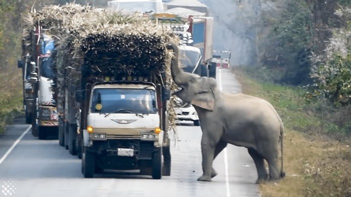 Slon je na cesti zaustavio kamione, sve im je bilo jasno kad su vidjeli što želi
