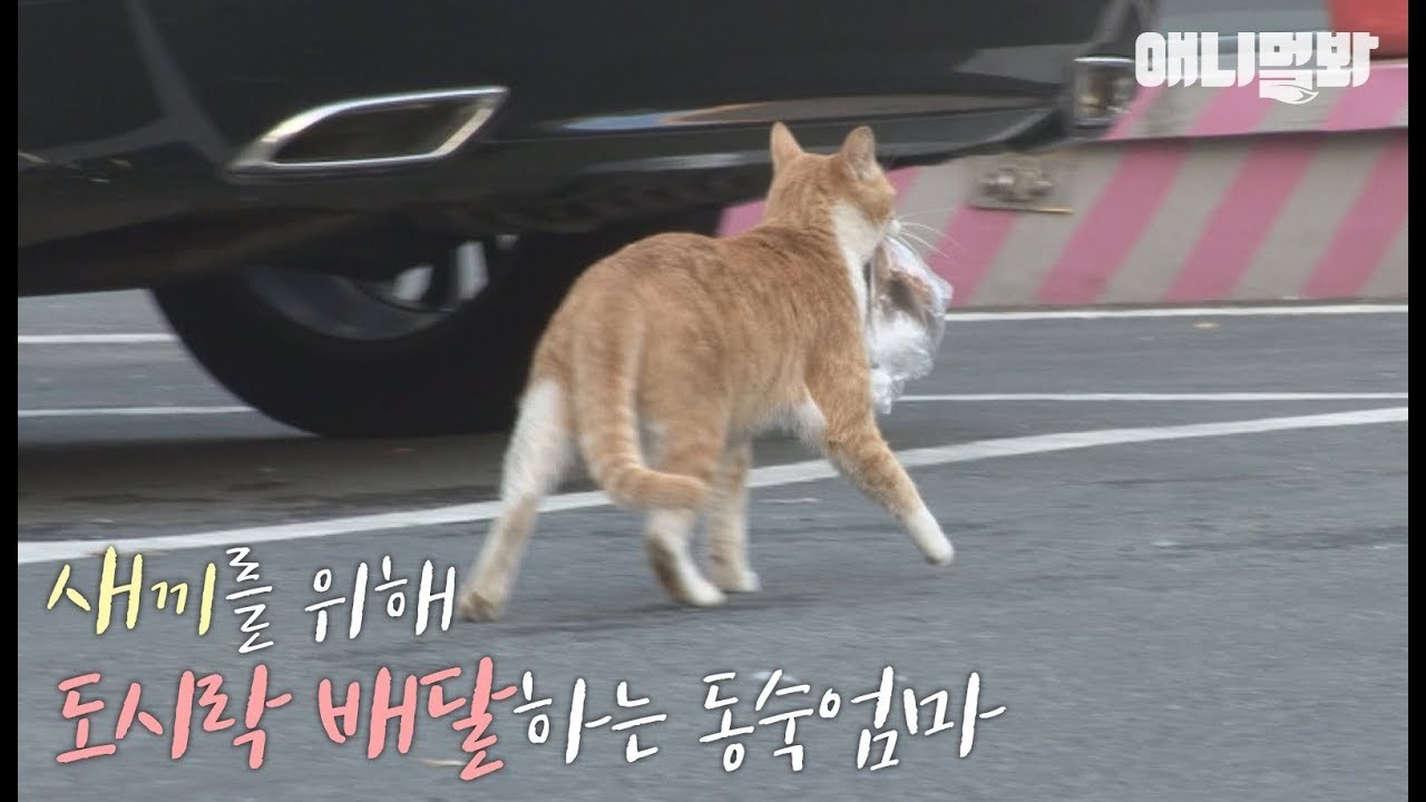 Ulična mačka nije htjela jesti pred ljudima. Jednog dana su je pratili i otkrili njenu tajnu