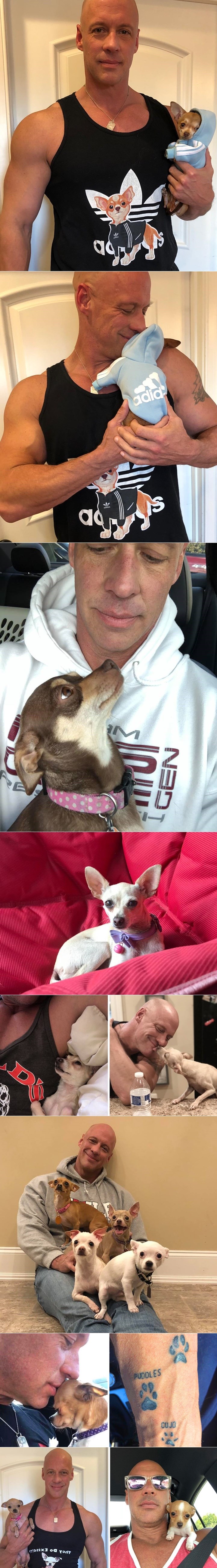 Nabildani ćelavac je mrzio male pse, a onda se pojavila ova čivava i sve promijenila