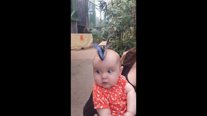 Roditelji su snimili preslatke trenutke u zoološkom vrtu kada je veliki leptir sletio na bebinu glavu