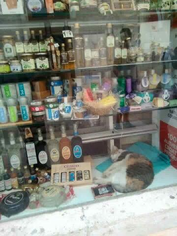 Prolaznici su u izlogu dućana ugledali zanimljiv detalj koji im je bio jako simpatičan