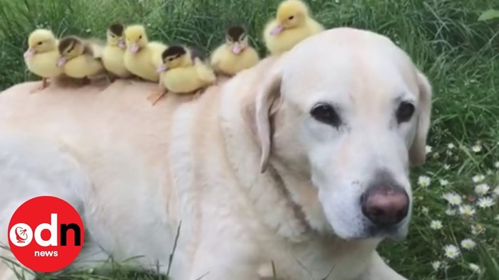 Labrador je postao senzacija nakon što je posvojio pačiće, a sada je ponovno zadivio svijet