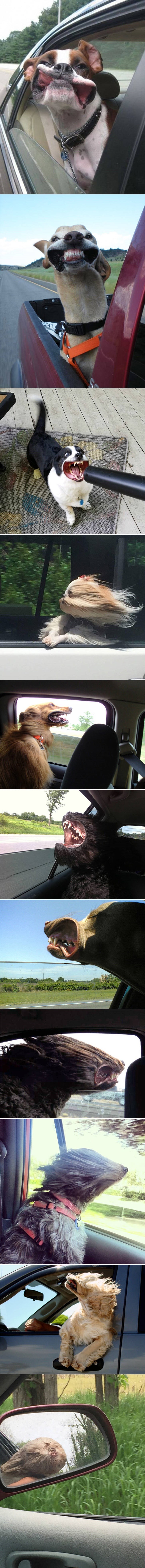 11 urnebesnih slika pasa kojima je vjetar najbolji prijatelj na svijetu, a vidjet ćete i zašto