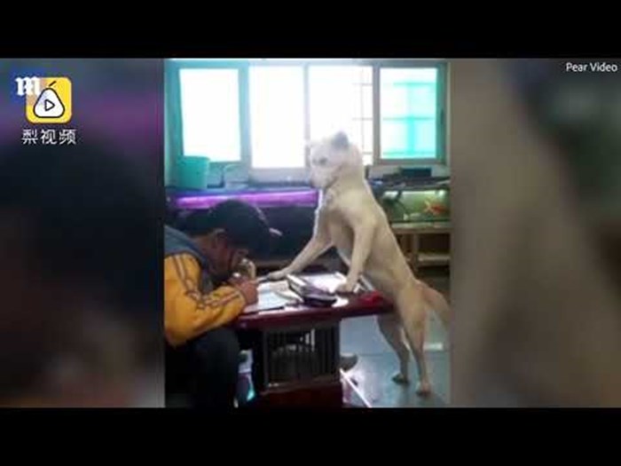 Djevojka nije htjela učiti pa je tata istrenirao njihovog psa da je cijelo vrijeme nadgleda 