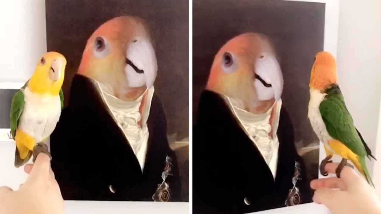 Papiga dobila portret: Vlasnica je snimila smiješnu reakciju kad je svom ljubimcu rekla da je zgodan