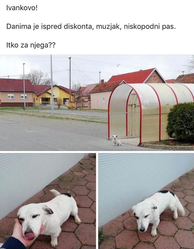 Žena je vani pronašla napuštenog psa, ostale je začudio opis životinje