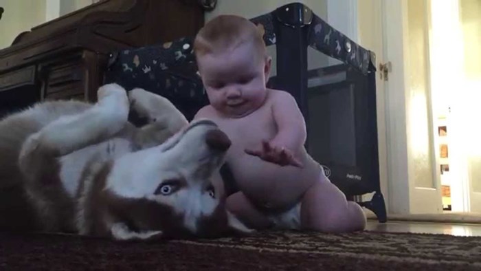 Beba totalno raznježila velikog psa: Pokušavao je biti ozbiljan, a onda se u jednom trenutku sve promijenilo