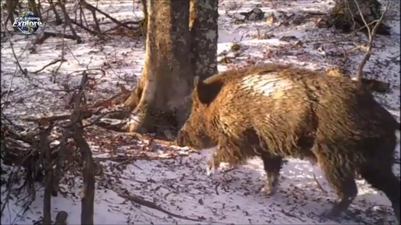 Čovjek je godinu dana u šumi snimao isto drvo, rezultat toga ostavlja bez daha