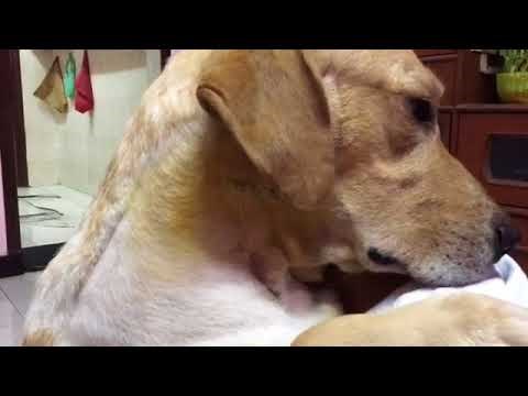 Pas se vratio kući nakon teške operacije, njegov ponovni susret s gazdom će vas potpuno raznježiti