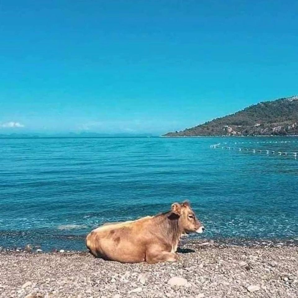 Turiste na plaži dočekao jedan od najčudnijih prizora ikad, pogledajte što je netko slikao