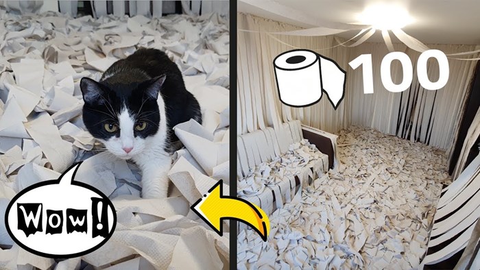 Kupili su velike količine WC papira i razbacali ga po sobi, reakcija njihove mačke postala je viralni hit
