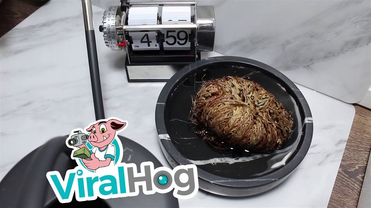 Osušenu pustinjsku biljku stavio je u vodu pa u sljedećijh par sati snimio čudesnu promjenu