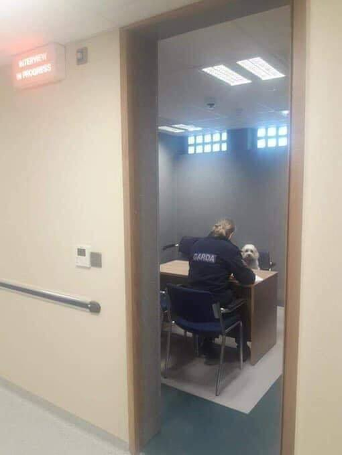 Zanimljiv prizor u policijskoj stanici: Ovaj "zločinac" se odlučio braniti šutnjom