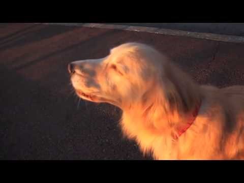 S psom su išli u šetnju, a onda je prvi put čuo sirene i reagirao na presmiješan način