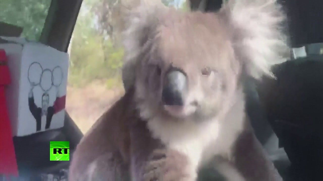 Muškarac je ostavio otvoren prozor na autu, nakon povratka je ugledao nesvakidašnjeg provalnika