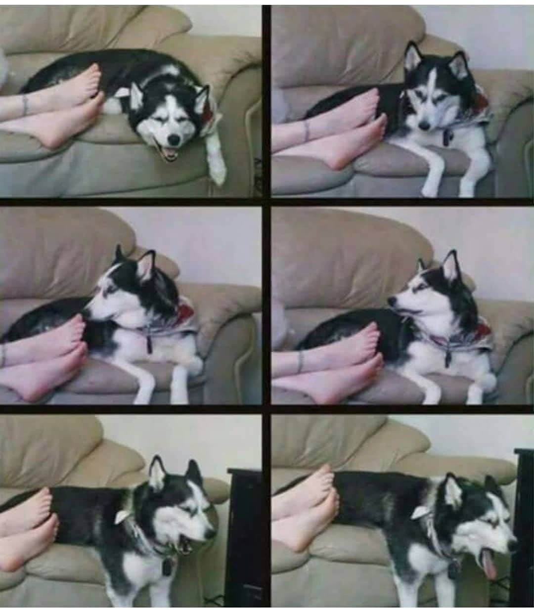 Kako psu pokvariti dan: Ležao je na kauču pa okrenuo glavu, vlasnik je slikao što se nakon toga dogodilo