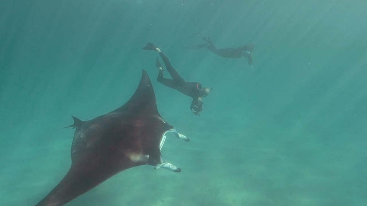 Divovska raža se približila roniocima, vrlo brzo su shvatili da je imala jako dobar razlog