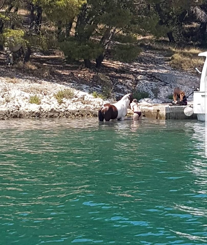 Kupanje s ljubimcima u moru nije više ništa čudno, ali ovako nešto se ne viđa često