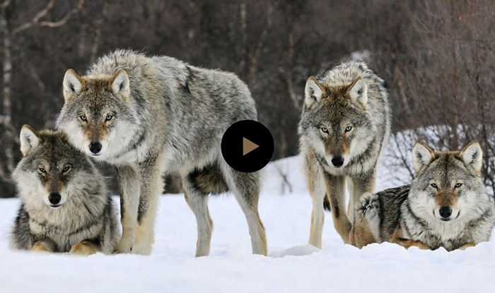 Pustili su čopor vukova u nacionalni park, ono što se nakon toga dogodilo, oduševilo je znanstvenike