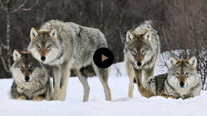 Pustili su čopor vukova u nacionalni park, ono što se nakon toga dogodilo, oduševilo je znanstvenike