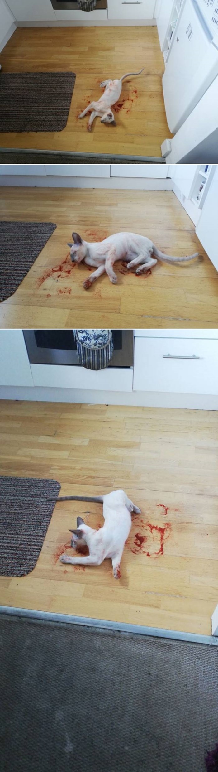 Žena doživjela šok kad je ušla u kuhinju: Mislila je da joj je mačka iskrvarila, a onda se počela smijati