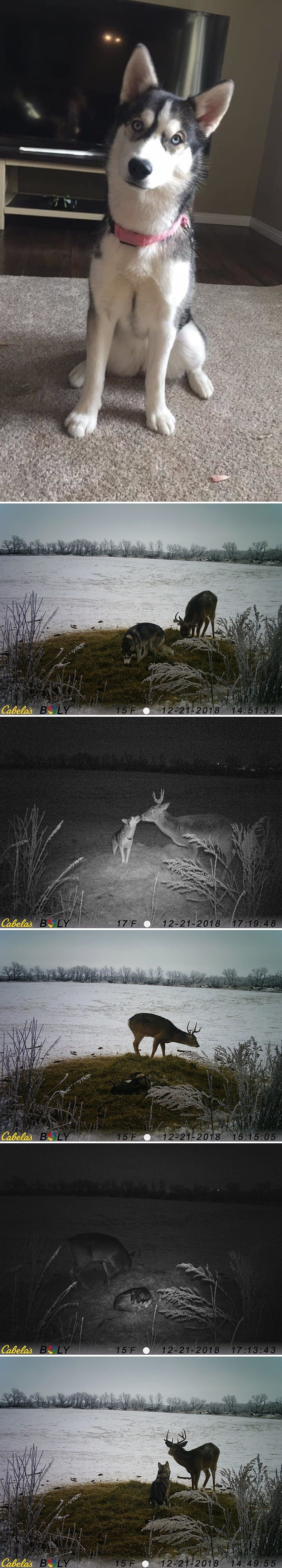 Žena je saznala zbog čega je njena pas cijelo vrijeme nestajao, slike koje je vidjela su je iznenadile