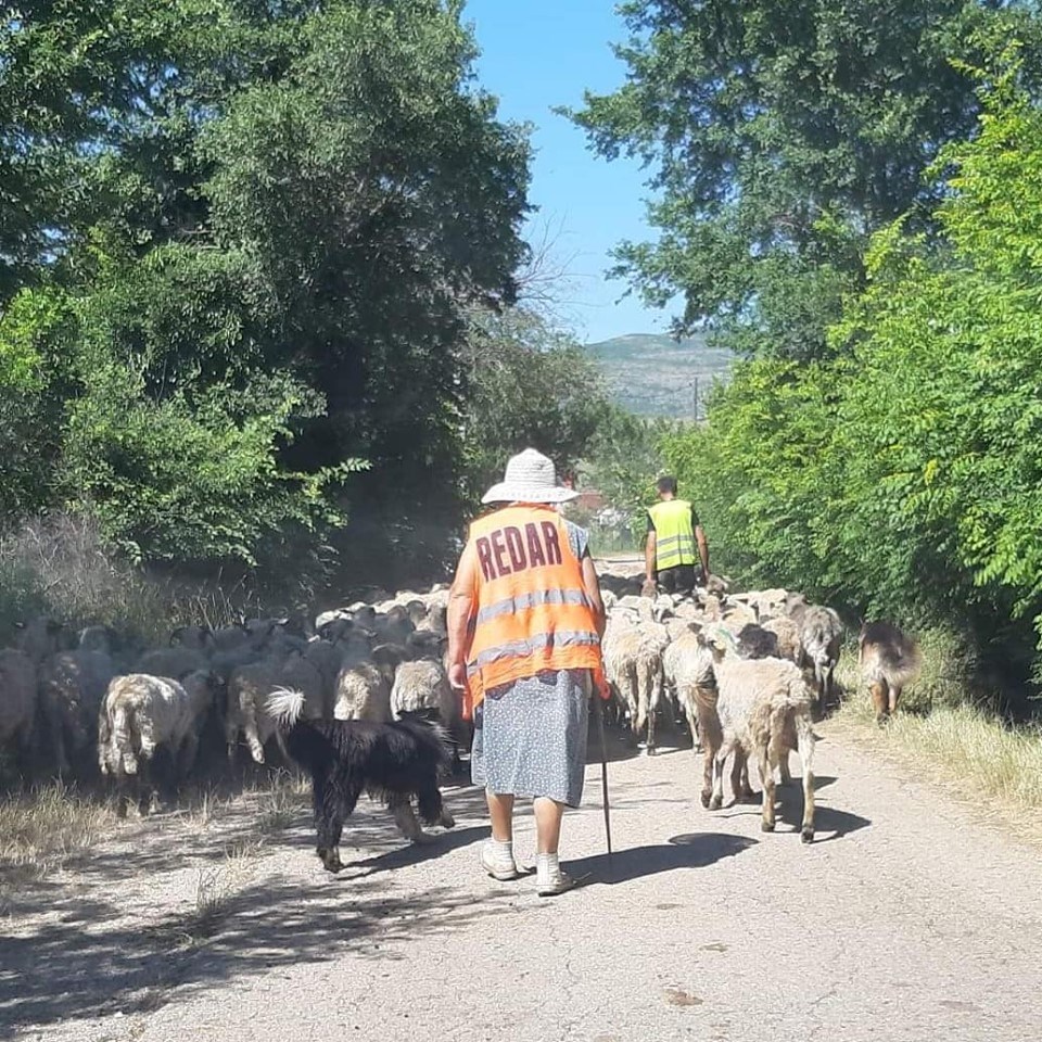 Baka je vodila ovce na pašu, a jedan detalj na ovoj fotografiji je nasmijao društvene mreže