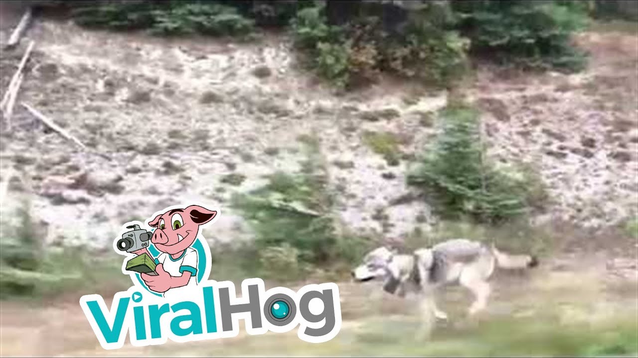 Vozili su se kroz šumovito područje, odjednom ih je počeo pratiti znatiželjni vuk