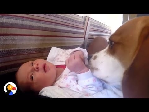 Pas je pazio na svoju trudnu vlasnicu, a njegova reakcija na prvom susretu s bebom još je ljepša