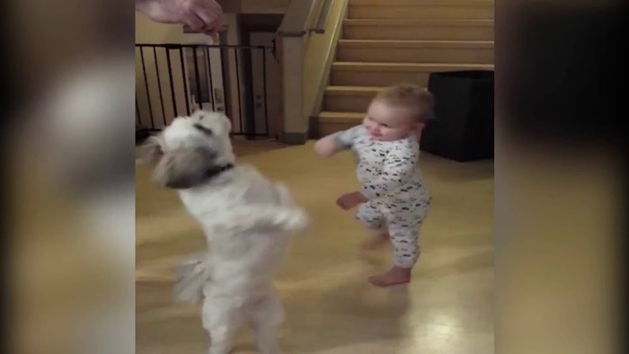 Beba je vidjela što pas radi kako bi dobio poslasticu pa je pokušala ponoviti njegov trik