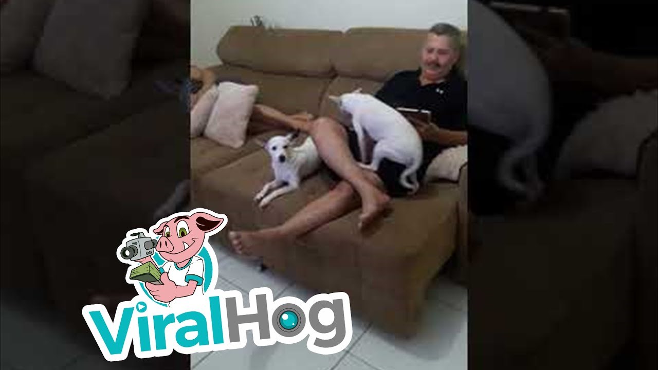 Žena je ušla u sobu i pitala tko je izgrizao papuče, smiješna reakcija njenog psa otkrila je krivca