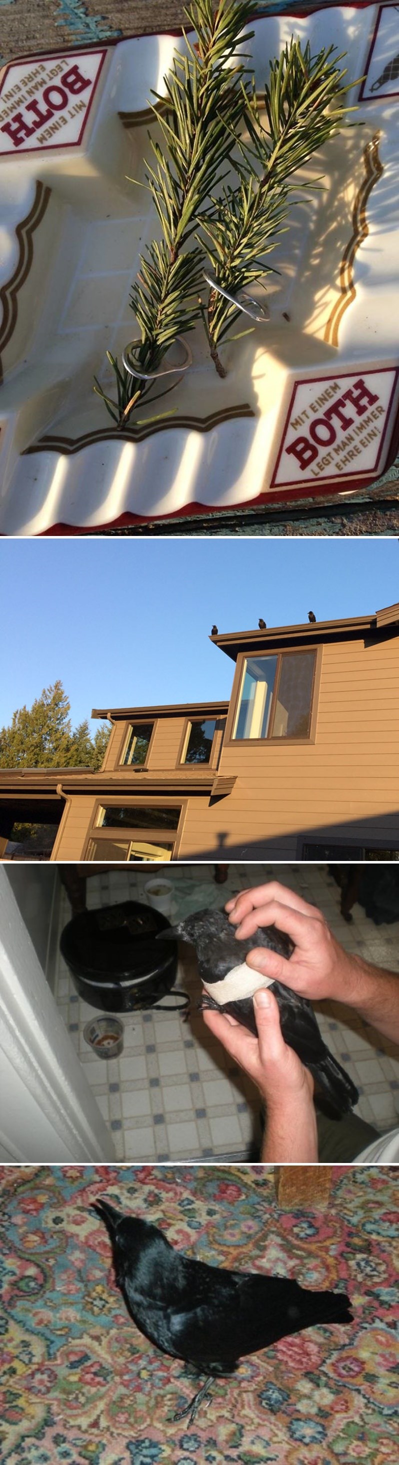 Muškarac se iznenadio kad su mu vrane koje je hranio počele donositi poklone