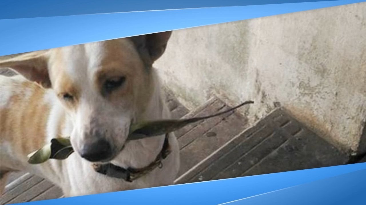 VIDEO Žena svaki dan hrani pse lutalice, jedan od njih joj pokazuje zahvalnost na presladak način