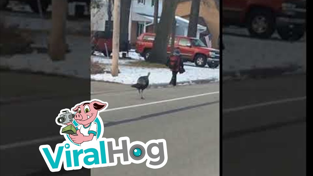 NAPAD NA DIJETE! Dječak se vraćao iz škole, nasred ulica ga napala životinja