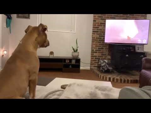 Vlasnik je snimio nevjerojatnu reakciju psa koji je gledao dirljivu scenu iz "Kralja lavova"