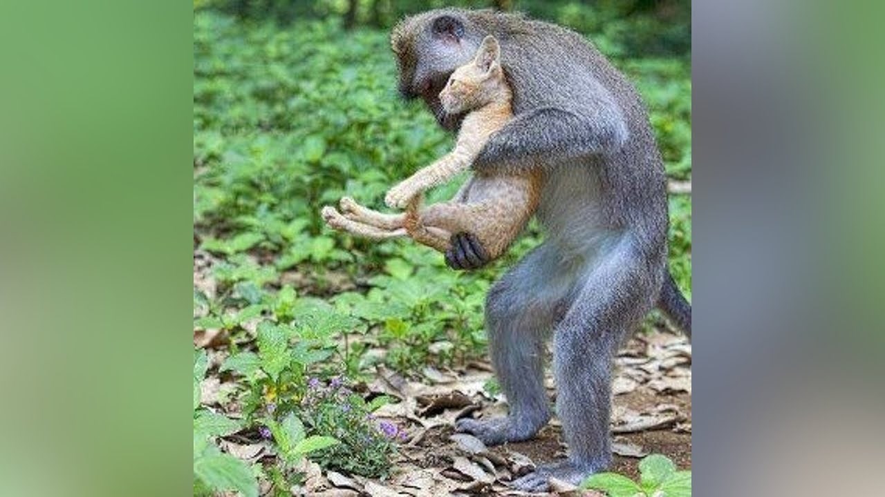 VIDEO Životinje iz dana u dan dokazuju da su bolje od ljudi, a ove snimke će vam pokazati zašto