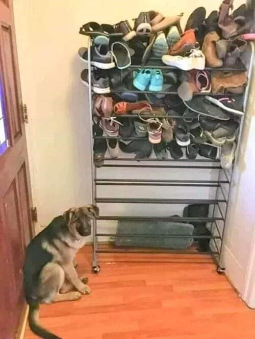 Pas im svakodnevno masakrirao obuću pa su pronašli smiješno rješenje