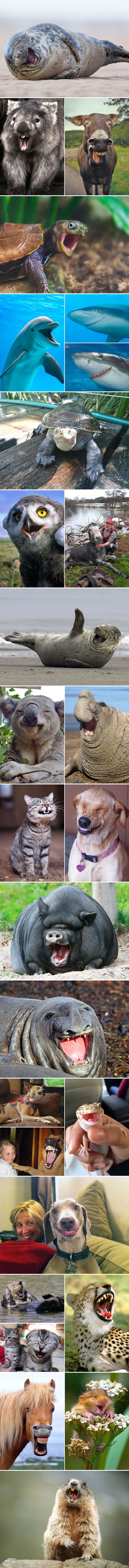Urnebesne slike životinja koje se ne mogu prestati smijati