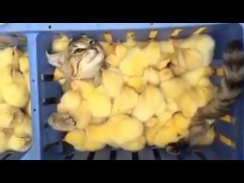 Snimka mace koja uživa u toplom "pilećem krevetiću" najslađi je prizor koji ćete danas vidjeti