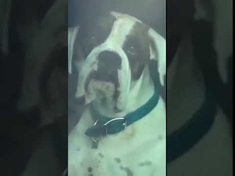 VIDEO Nestrpljivom psu je bilo dosta čekanja pa je svog vlasnika odlučio dozvati na neočekivan način