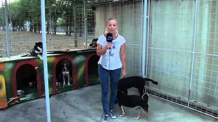 TV reporterka javila se uživo iz skloništa za pse, jedan od njih joj se zahvalio na poseban način i obilježio joj karijeru