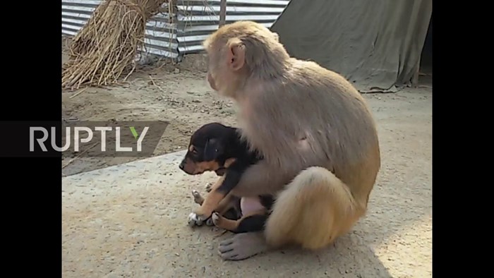 VIDEO Nitko nije htio pomoći malom uličnom psiću pa ga je posvojio majmun