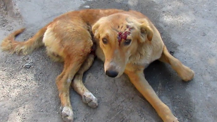 VIDEO Ranjeni pas mahao je repićem kad je vidio svoje spasitelje, njihova ljubav spasila mu je život