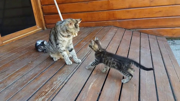 VIDEO Nekakvog reda mora biti: Mama mačka nije odustala sve dok nije očistila svog smotanog mačića