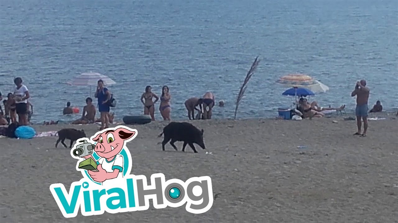 VIDEO Neočekivani gosti iznenadili kupače: Biste li se usudili provoditi godišnji na ovoj plaži?