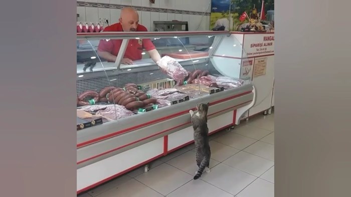 VIDEO Zainteresirana mica maca posjetila je mesnicu, mesar joj je odmah pokazao što ima u ponudi