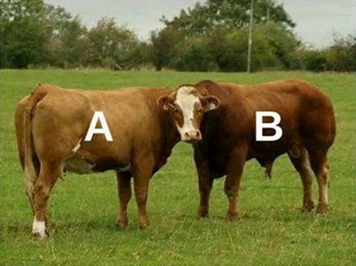Društvene mreže raspravljaju o mozgalici s kravama, odgovor je zapravo vrlo jednostavan